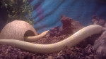 Snowball - Male Corn snake (3 years)