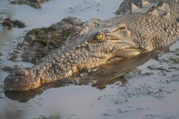 crocodil - Male Crocodile (13 years)